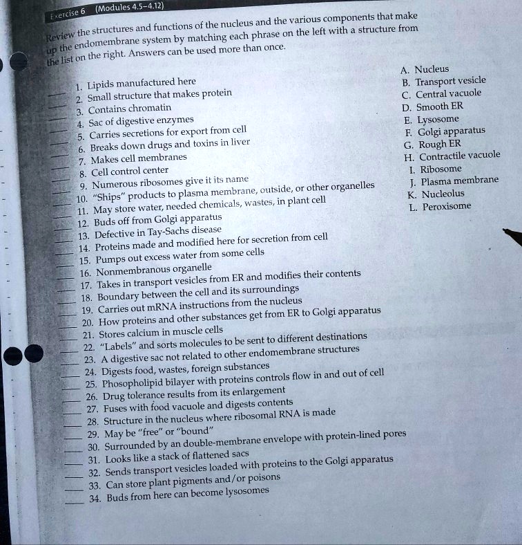 Review the structures and functions of the nucleus and the various components that make up the endomembrane system by matching each phrase on the left with a structure from the list on the right. Answers can be used more than once.

1. Lipids manufactured here
2. Small structure that makes protein
3. Contains chromatin
4. Sac of digestive enzymes
5. Carries secretions for export from cell
6. Breaks down drugs and toxins in liver
7. Makes cell membranes
8. Cell control center
9. Numerous ribosomes give it its name
10. "Ships" products to plasma membrane, outside, or other organelles
11. May store water, needed chemicals, wastes, in plant cell
12. Buds off from Golgi apparatus
13. Defective in Tay-Sachs disease
14. Proteins made and modified here for secretion from cell
15. Pumps out excess water from some cells
16. Nonmembranous organelle
17. Takes in transport vesicles from ER and modifies their contents
18. Boundary between the cell and its surroundings
19. Carries out mRNA instructions from the nucleus
20. How proteins and other substances get from ER to Golgi apparatus
21. Stores calcium in muscle cells
22. "Labels" and sorts molecules to be sent to different destinations
23. A digestive sac not related to other endomembrane structures
24. Digests food, wastes, foreign substances
25. Phospholipid bilayer with proteins controls flow in and out of cell
26. Drug tolerance results from its enlargement
27. Fuses with food vacuole and digests contents
28. Structure in the nucleus where ribosomal RNA is made
29. May be "free" or "bound"
30. Surrounded by a double-membrane envelope with protein-lined pores
31. Looks like a stack of flattened sacs
32. Sends transport vesicles loaded with proteins to the Golgi apparatus
33. Can store plant pigments and/or poisons
34. Buds from here can become lysosomes

A. Nucleus
B. Transport vesicle
C. Central vacuole
D. Smooth ER
E. Lysosome
F. Golgi apparatus
G. Rough ER
H. Contractile vacuole
I. Ribosome
J. Plasma membrane
K. Nucleolus
L. Peroxisome