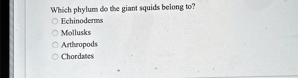 Which phylum do the giant squids belong to? Echinoderms Mollusks ...