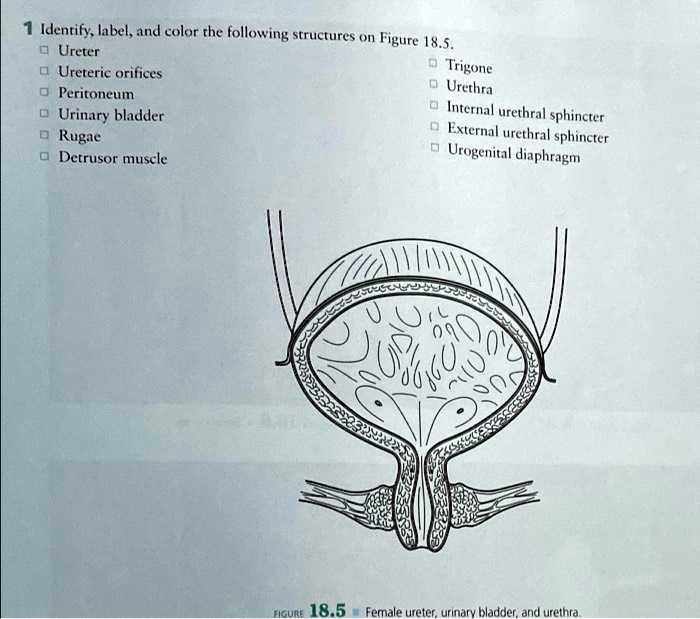 SOLVED Ureter, Ureteric orifices, Peritoneum, Urinary bladder, Rugae