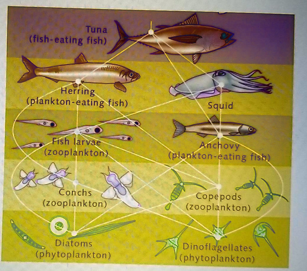 SOLVED: Tuna (fisin - eating shl Herring (plankton eating filsh) Squid Fgh  arlvae (zooplankton ) Anchovy 