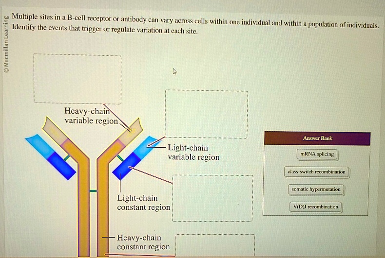 [GET ANSWER] Macmillan Learning Multiple sites in a B-cell receptor or ...