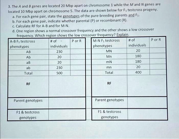 SOLVED: The A And B Genes Are Located 20 Mbp Apart On Chromosome 1 ...