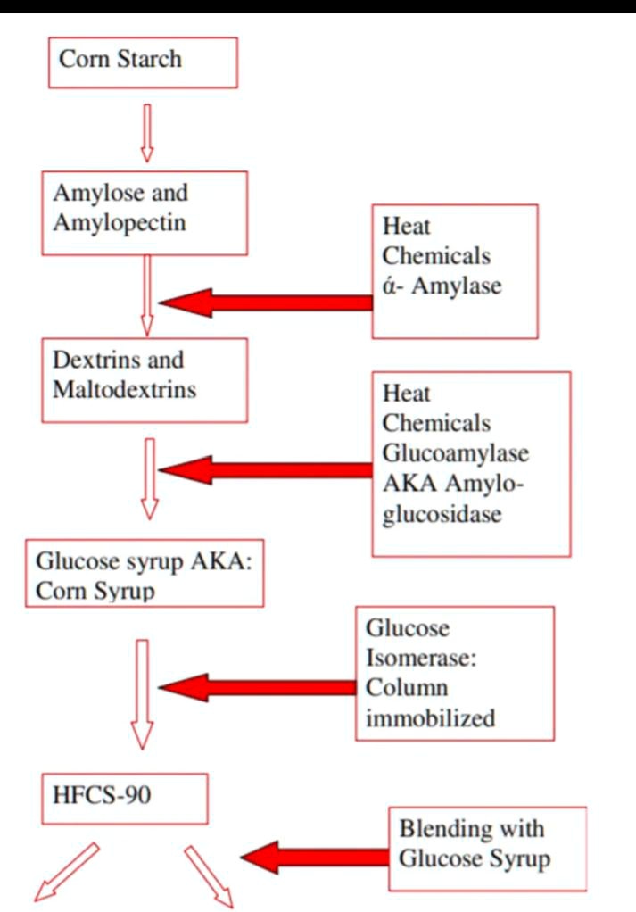 SOLVED Explain the diagram Com Starch Amylose and Amylopectin Heat