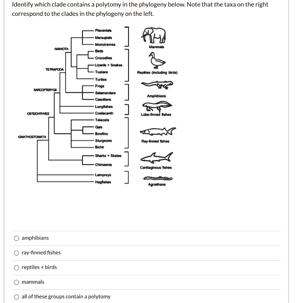 Identify which clade contains a polytomy in the phylogeny below. Note that the taxa on the right correspond to the clades in the phylogeny on the left.

Placentals
Marsupials
Monotremes
Birds
Crocodiles
Lizards + Snakes
Tuatara
Turtles
Frogs
Salamanders
Caecilians
Lungfishes
Coelacanth
Teleosts
Gars
Bowfins
Sturgeons
Bichir
Sharks + Skates
Chimaeras
Lampreys
Hagfishes

Mammals
Reptiles (including birds)
Amphibians
Lobe-finned fishes
Ray-finned fishes
Cartilaginous fishes
Agnathans

AMNIOTA
TETRAPODA
SARCOPTERYGII
OSTEICHTHYES
GNATHOSTOMATA

amphibians
ray-finned fishes
reptiles + birds
mammals
all of these groups contain a polytomy