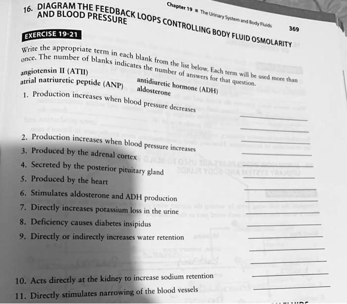 SOLVED: EXERCISE 19-21 Angiotensin II (ATII) Aldosterone Antidiuretic ...