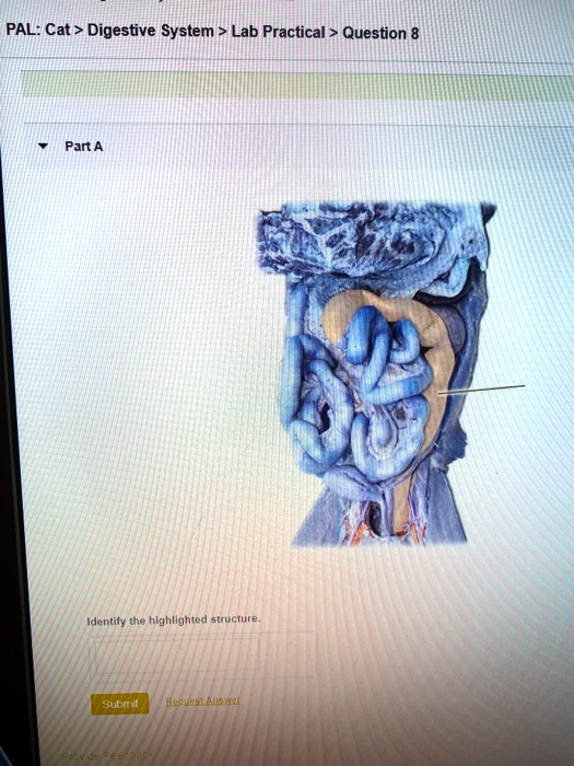 SOLVED PAL Cat > Digestive System Lab Practical Question 8 Pant A