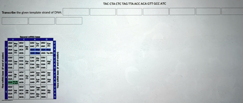 TAC CTA CTC TAG TTA ACC ACA GTT GCC ATC
Transcribe the given template strand of DNA:
