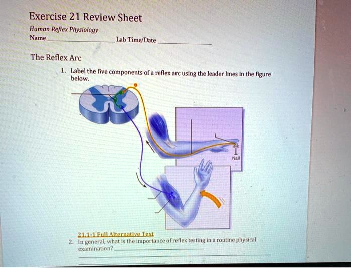 solved-exercise-21-review-sheet-human-reflex-physiology-name-lab