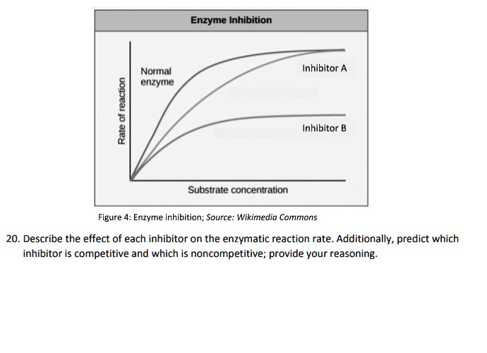 Enzyme Inhibition
Rate of reaction
Normal enzyme
Inhibitor A
Inhibitor B
Substrate concentration
Figure 4: Enzyme inhibition; Source: Wikimedia Commons
20. Describe the effect of each inhibitor on the enzymatic reaction rate. Additionally, predict which inhibitor is competitive and which is noncompetitive; provide your reasoning.