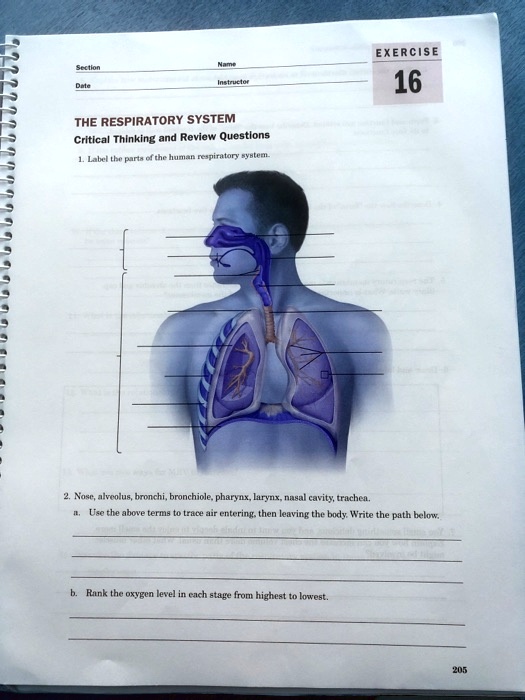 respiratory system critical thinking questions