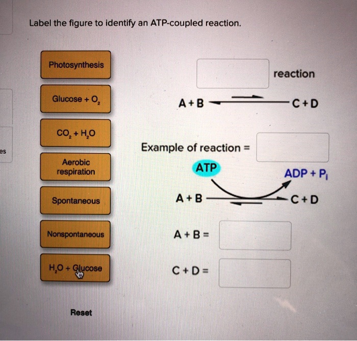 SOLVED Label the figure to identify an ATPcoupled reaction