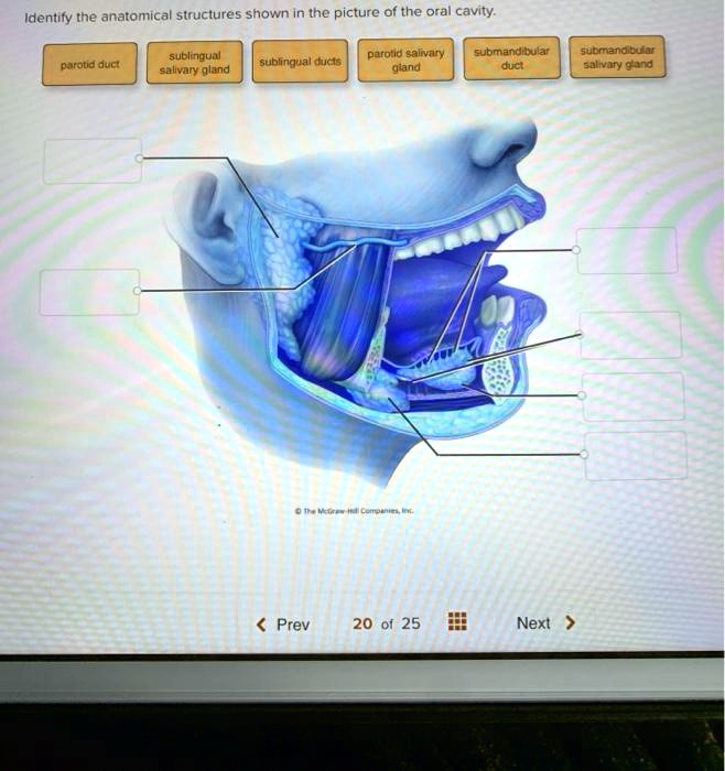 SOLVED: Identify the anatomical structures shown in the picture of the ...