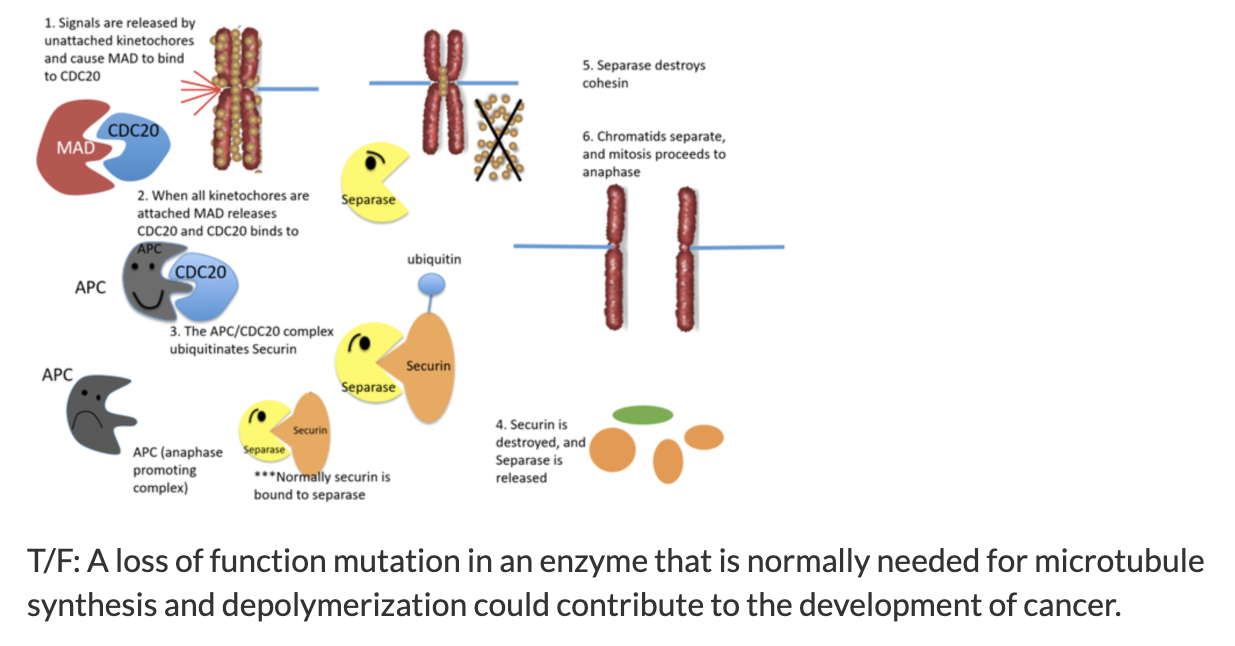 1. Signals are released by unattached kinetochores and cause MAD to bind to CDC20
2. When all kinetochores are attached MAD releases CDC20 and CDC20 binds to APC
3. The APC/CDC20 complex ubiquitinates Securin
4. Securin is destroyed, and Separase is released
5. Separase destroys cohesin
6. Chromatids separate, and mitosis proceeds to anaphase
APC (anaphase promoting complex)
***Normally securin is bound to separase
ubiquitin
MAD
CDC20
Separase
Securin
APC
T/F: A loss of function mutation in an enzyme that is normally needed for microtubule synthesis and depolymerization could contribute to the development of cancer.