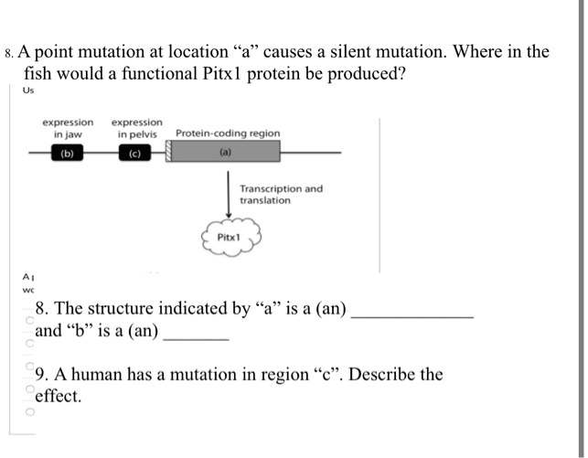 Point Mutation Coding Image point mutation at location a causes a silent mutation where in the fish ...