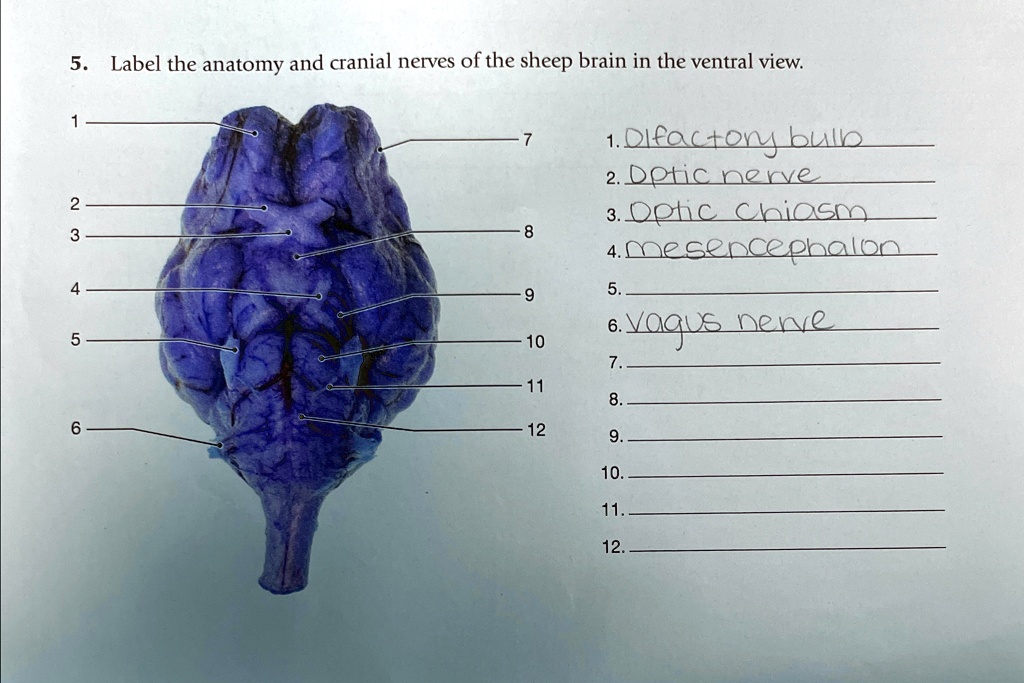 Label the anatomy and cranial nerves of the sheep brain in the ventral ...