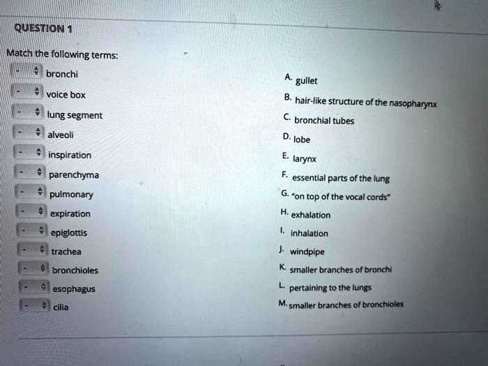 SOLVED: Match the following terms: bronchi voice box gullet hair-like ...