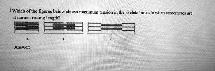 Which of the figures below shows maximum tension in the skeletal muscle when sarcomeres are at normal resting length?

A B C

Answer: