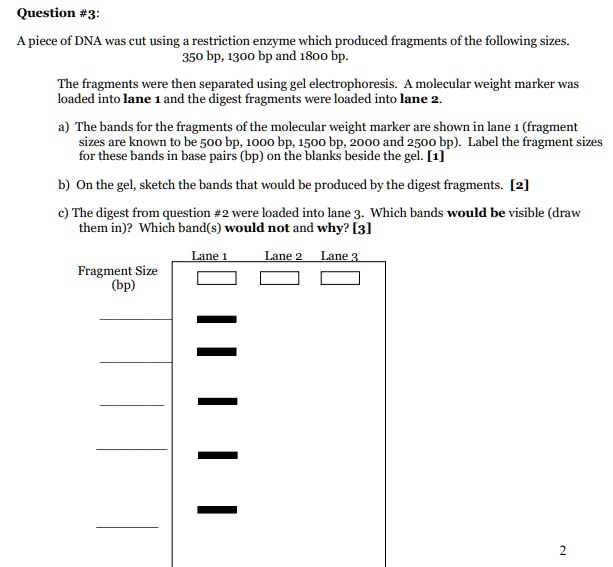 Question #3:

A piece of DNA was cut using a restriction enzyme which produced fragments of the following sizes.
350 bp, 1300 bp and 1800 bp.

The fragments were then separated using gel electrophoresis. A molecular weight marker was loaded into lane 1 and the digest fragments were loaded into lane 2.

a) The bands for the fragments of the molecular weight marker are shown in lane 1 (fragment
sizes are known to be 500 bp, 1000 bp, 1500 bp, 2000 and 2500 bp). Label the fragment sizes
for these bands in base pairs (bp) on the blanks beside the gel. [1]

b) On the gel, sketch the bands that would be produced by the digest fragments. [2]

c) The digest from question #2 were loaded into lane 3. Which bands would be visible (draw
them in)? Which band(s) would not and why? [3]

Lane 1 Lane 2 Lane 3
Fragment Size (bp)