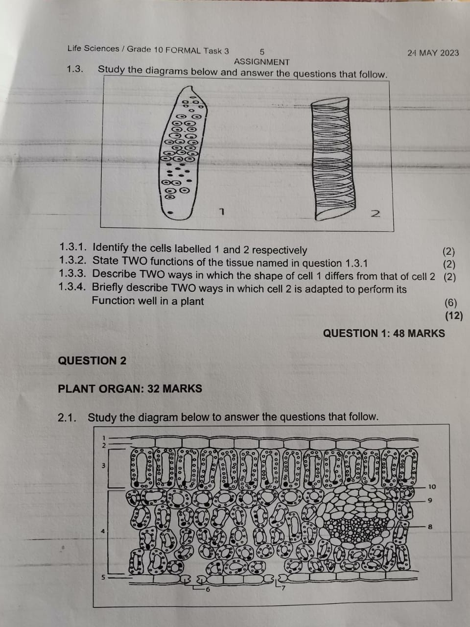1.3. Study the diagrams below and answer the questions that follow.
1.3.1. Identify the cells labelled 1 and 2 respectively (2)
1.3.2. State TWO functions of the tissue named in question 1.3.1 (2)
1.3.3. Describe TWO ways in which the shape of cell 1 differs from that of cell 2 (2)
1.3.4. Briefly describe TWO ways in which cell 2 is adapted to perform its Function well in a plant (6)
(12)
QUESTION 1: 48 MARKS
QUESTION 2
PLANT ORGAN: 32 MARKS
2.1. Study the diagram below to answer the questions that follow.