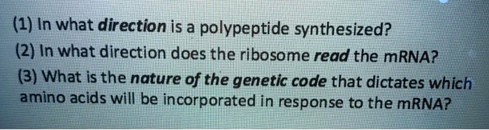 SOLVED: (1) In what direction is a polypeptide synthesized? (2) In what