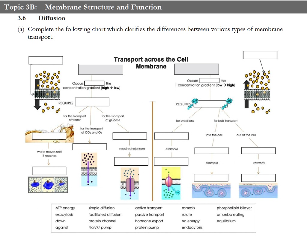 Topic 3B: Membrane Structure and Function 3.6 Diffusion (a)...