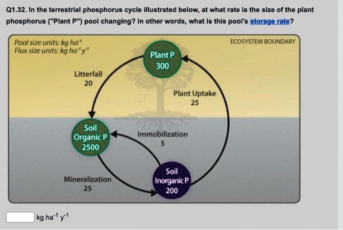 q132 in the terrestrial phosphorus cycle illustrated below at what rate ...