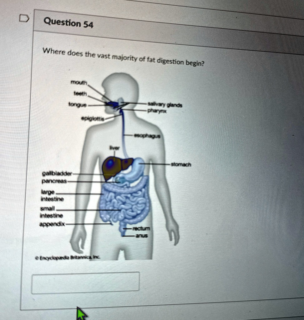 Question 54 Where does the vast majority of fat digestion begin? mouth