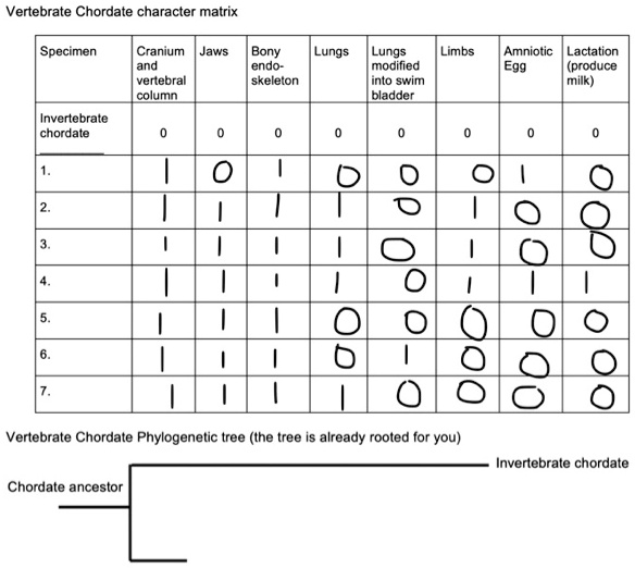 SOLVED: Vertebrate Chordate character matrix Specimen Cranium, Jaws