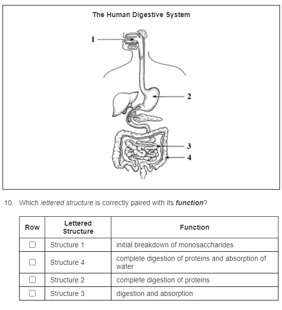 SOLVED The Human Digestive System Which lettered structure is