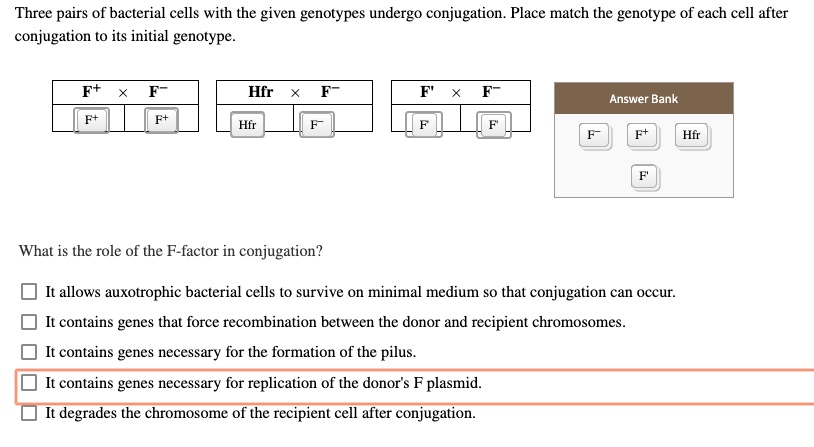Three pairs of bacterial cells with the given genotypes undergo conjugation. Place match the genotype of each cell after conjugation to its initial genotype.

F+ x F-
Hfr x F-
F' x F-
Answer Bank
F+
F-
Hfr
F'

What is the role of the F-factor in conjugation?
It allows auxotrophic bacterial cells to survive on minimal medium so that conjugation can occur.
It contains genes that force recombination between the donor and recipient chromosomes.
It contains genes necessary for the formation of the pilus.
It contains genes necessary for replication of the donor's F plasmid.
It degrades the chromosome of the recipient cell after conjugation.