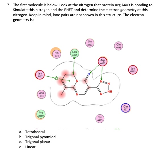 SOLVED:The first molecule is below. Look at the nitrogen that protein ...