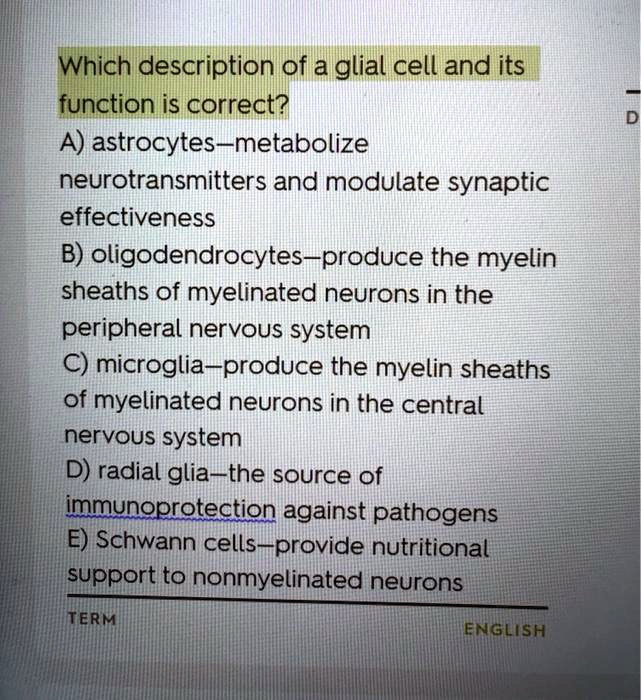 SOLVED: Which description of a glial cell and its function is correct ...