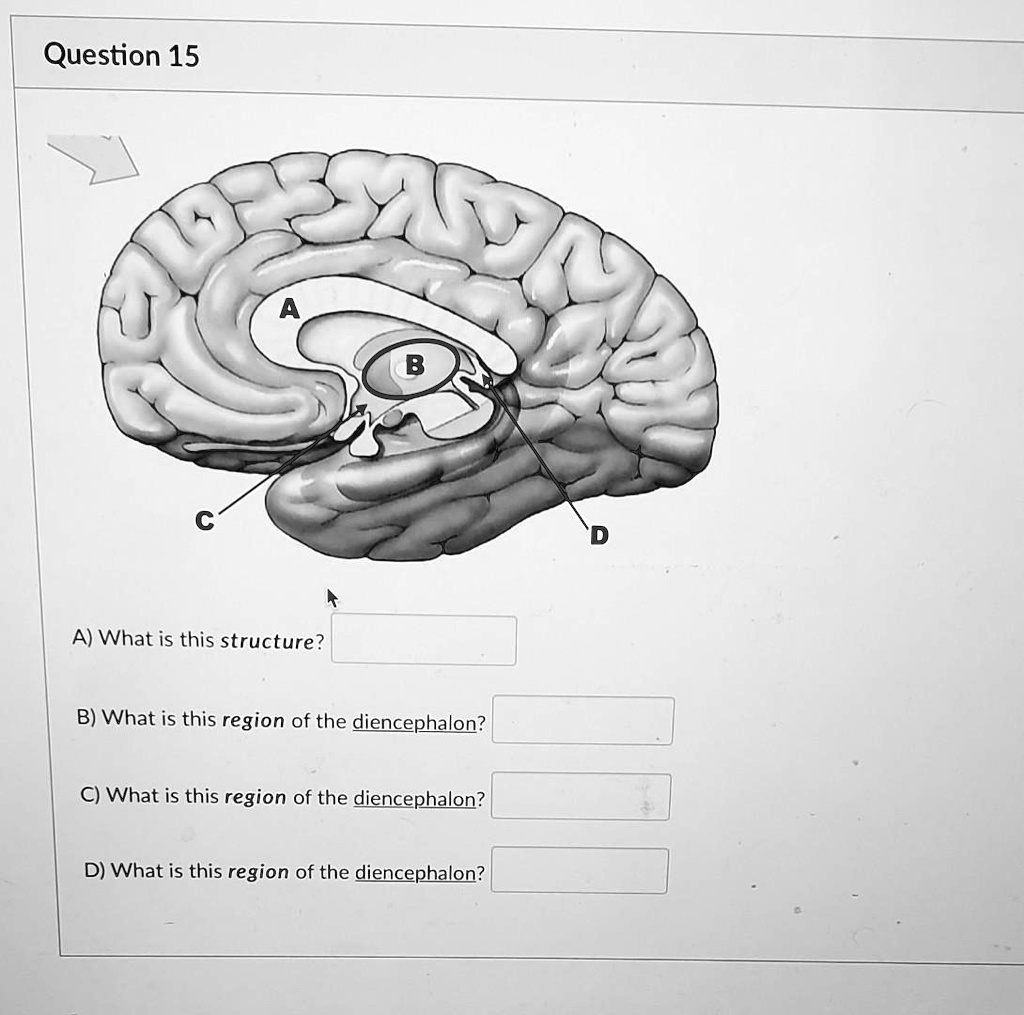 solved-question-15-what-is-this-structure-b-what-is-this-region-of