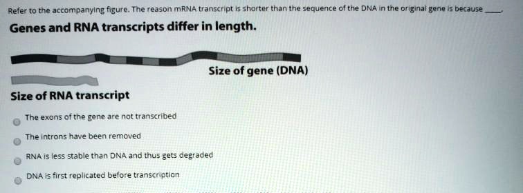 SOLVED: Refer t0 tne accompanying figure: Tne reason mRNA transcript Is ...