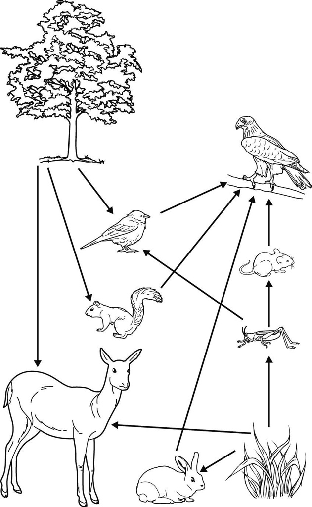 SOLVED: 'The food web shows the energy transfer between organisms in an ...