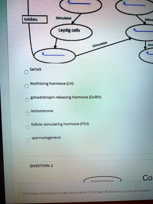 Inhibits
Stimulates
Leydig cells
Sertoli
leutinizing hormone (LH)
gonadotropin releasing hormone (GnRH)
testosterone
follicle stimulating hormone (FSH)
spermatogenesis
QUESTION 2
Hypothalamus