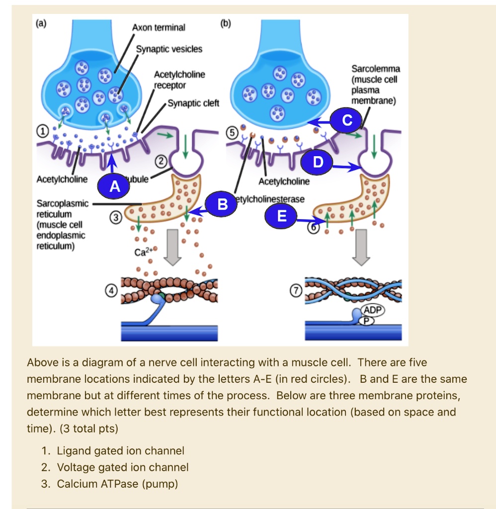 SOLVED: Axon terminal Synaptic vesicles Sarcolemma (muscle cell plasma ...