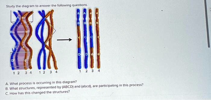 texts study the diagram to answer the following questions 1 2 3 4 a a 3 ...