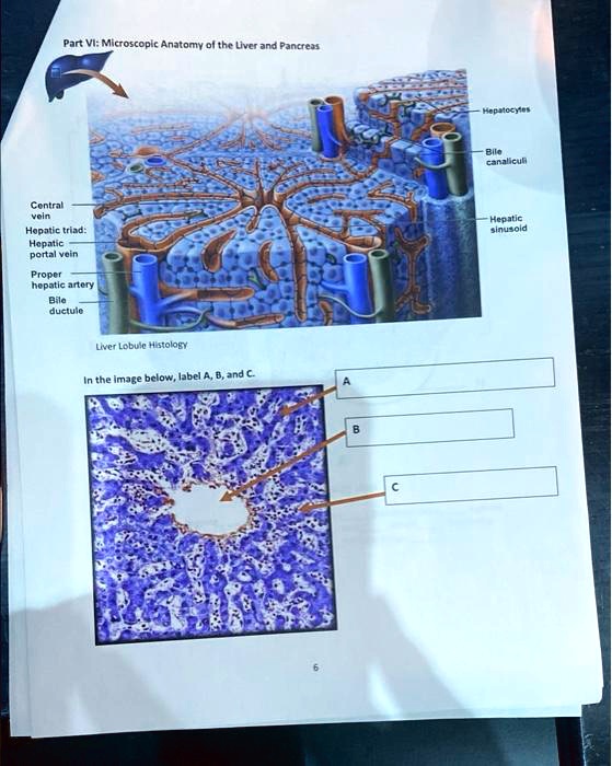 SOLVED: Part VI: Microscopic Anatomy of the Liver and Pancreas ...