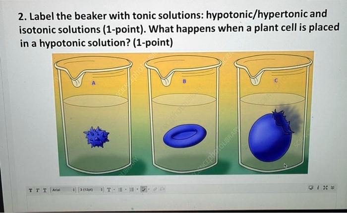 hypotonic plant cell