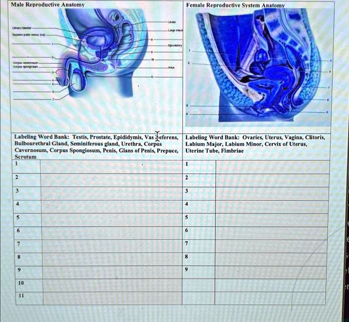 SOLVED: Male Reproductive Anatomy Female Reproductive System Anatomy
