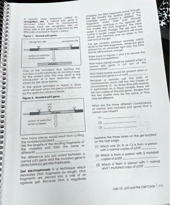 a specific base sequence called its recognition site. A normal p53 gene is removed intact from its chromosome because there are recognition sites on either side of the gene as indicated by the little pairs of scissors in Figure 1 below. Figure 1. Normal p53 gene. recognition site recognition site DNA p53 gene action of restriction endonuclease p53 gene One of the mutations that destroys the function of p53 substitutes an incorrect base for the correct one. This may result in the introduction of a new restriction site as shown by the arrow below. In the space provided in Figure 2. draw what will result when this piece of DNA is cut by the restriction endonuclease Figure 2. Mutated p53 gene. new site DNA p53 gene action of restriction endonuclease How many pieces would result from cutting the mutated p53 DNA? Are the lengths of the resulting fragments of the mutated p53 DNA the same or different? The difference you just noted between a normal p53 gene and the mutated gene is detectable by gel electrophoresis. Gel electrophoresis is a technique which separates DNA fragments by length. DNA fragments are placed into a well of an agarose gel. Because DNA is negatively charged, the DNA fragments move through the gel toward the positive pole of the chamber when current is applied. The fragments snake their way through microscopic openings in the agarose gel. The smaller the DNA fragment, the more easily it moves through the gel and the further it travels. Larger fragments will move slower and therefore end up closer to the well end of the gel The gel contains ethidium bromide which binds to the DNA fragments. When the gel is placed on an ultraviolet light box, the DNA bands will fluoresce orange. Refer back to Figures 1 and 2 to answer the following two questions. How many bands would be present when a normal p53 gene is cut out of the chromosome? How many bands would be present when a mutated p53 gene is cut out? Because a somatic cell has pairs of chromosomes, each cell has two copies of chromosome 17. So, every time p53 analysis is performed on a tissue sample, there will be two copies of the p53 gene. Realize that the two copies may be the same or they may be different. What are the three different combinations of normal and mutated p53 genes that a person can inherit? (1) (2) (3) Examine the three lanes on the gel located on the next page. (1) Which one (A. B. or C) is from a person with 2 normal copies of p53? (2) Which is from a person with 2 mutated copies of p53? (3) Which is from a person with 1 normal and 1 mutated copy of p53? Lab 12: p53 and the Cell Cycle