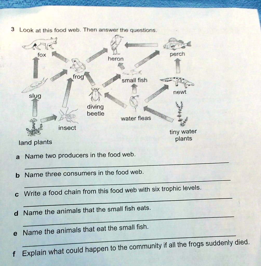 3 Look at this food web. Then answer the..., image size:1005x1024