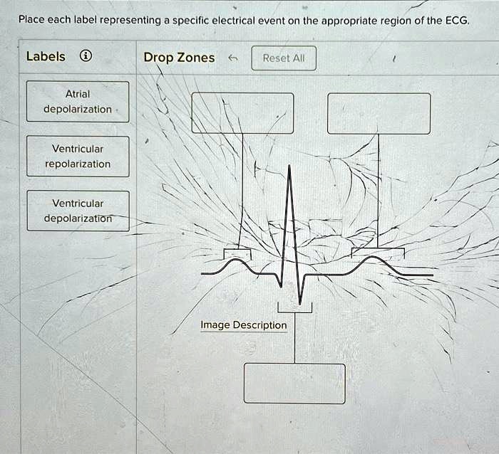 SOLVED: Place each label representing a specific electrical event on ...