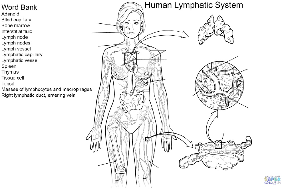 SOLVED: Word Bank Adenoid Blood capillary Bone marrow Interstitial ...