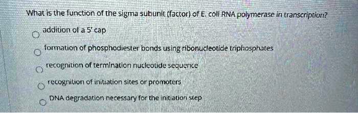 What is the function of the sigma subunit (factor) of E. coli RNA polymerase in transcription?

addition of a 5' cap
formation of phosphodiester bonds using ribonucleotide triphosphates
recognition of termination nucleotide sequence
recognition of initiation sites or promoters
DNA degradation necessary for the initiation step