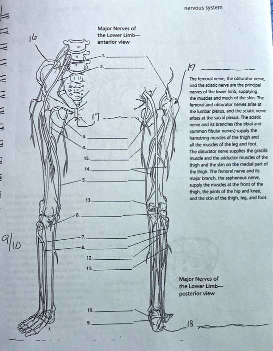 SOLVED Nervous System Major Nerves of the Lower Limb Anterior View
