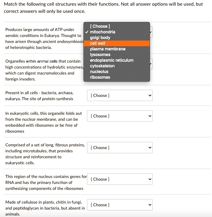 Match the following cell structures with their functions. Not all answer options will be used, but
correct answers will only be used once.
Produces large amounts of ATP under
aerobic conditions in Eukarya. Thought to
have arisen through ancient endosymbiosis
of heterotrophic bacteria.
Organelles within animal cells that contain
high concentrations of hydrolytic enzymes,
which can digest macromolecules and
foreign invaders.
Present in all cells - bacteria, archaea,
eukarya. The site of protein synthesis
In eukaryotic cells, this organelle folds out
from the nuclear membrane, and can be
embedded with ribosomes or be free of
ribosomes
Comprised of a set of long, fibrous proteins,
including microtubules, that provides
structure and reinforcement to
eukaryotic cells.
This region of the nucleus contains genes for
RNA and has the primary function of
synthesizing components of the ribosomes
Made of cellulose in plants, chitin in fungi,
and peptidoglycan in bacteria, but absent in
animals.