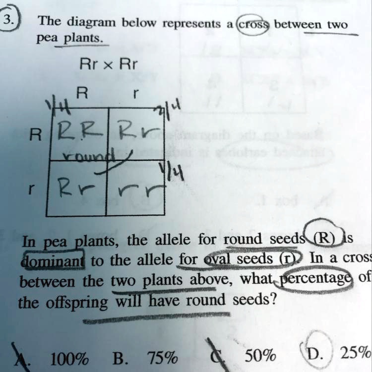 SOLVED: What percentage of the offspring will have round seeds? The ...