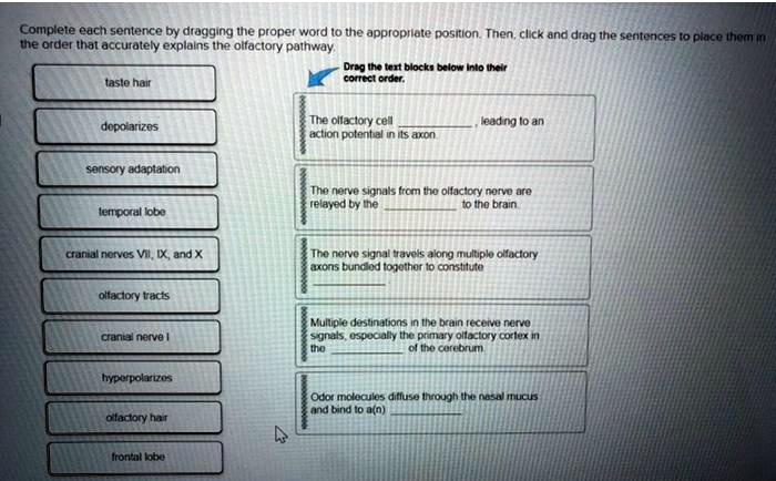 solved-complete-each-sentence-by-dragging-the-proper-word-to-the